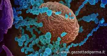 A Parma un altro giorno senza morti ma aumentano i ricoverati in terapia intensiva (+1) e ci sono 565 nuovi casi - Gazzetta di Parma