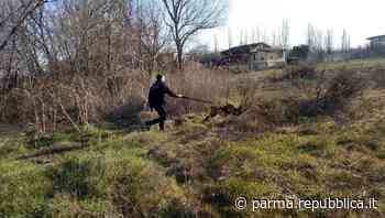 Spaccio di hashish nel parco Nord: blitz contro i pusher a Parma - La Repubblica