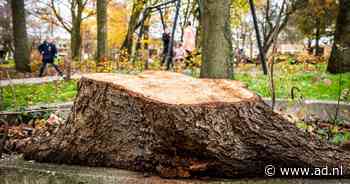 Ophef over gekapte kastanje: zieke stervende boom werd een gevaar voor de omgeving - AD.nl