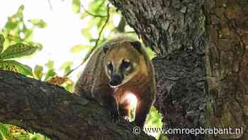 Rode neusbeer zit vast in de boom, kooi met bananen moet hem redden - Omroep Brabant