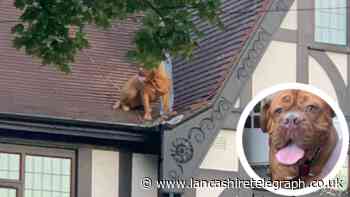 It's a bird, it's a plane...it's a very big dog!
