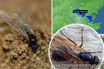 When is Flying Ant Day 2022 in the UK? What is it?