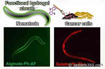 Hydrogel-Based Armour Developed for Worms to Carry Cancer Drugs to Tumours