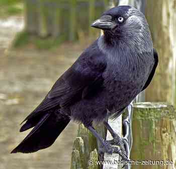 Dohle im Kirchturm - Bad Krozingen - Badische Zeitung