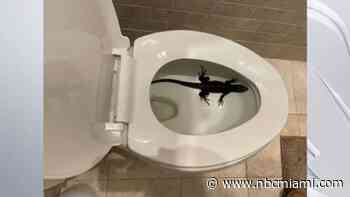Hollywood Family Finds Iguana  in Toilet for Second Time in Last Year