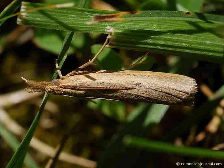 Growing Things: Patchy grass from mystery pests