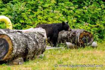 Video: Black bear noses around Squamish - Squamish Chief