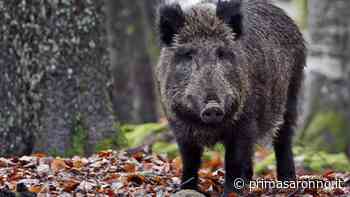 Caccia di selezione al cinghiale nell'Olgiatese - Prima Saronno