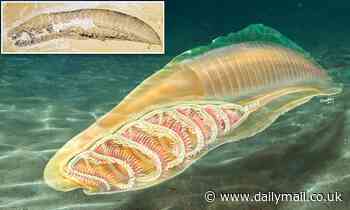 Oldest species with a backbone dates back more than 500 million years 