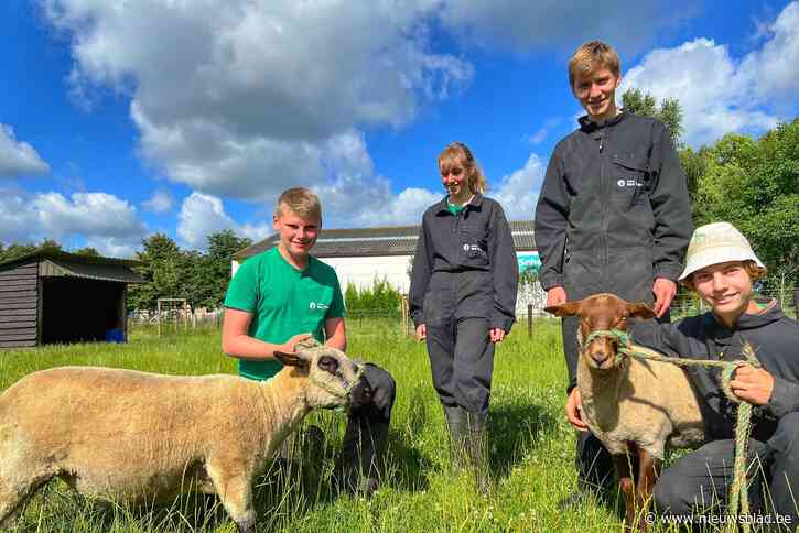 Allemaal schapen tijdens provinciale prijskamp Schoolhoeve