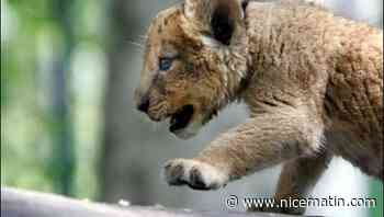 Piégés par les enquêteurs, ils avaient abandonné deux lionceaux: des trafiquants condamnés à des peines de prison ferme