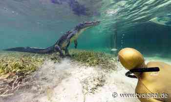 Die Top 6 Streamingtipps fürs Wochenende ab 8. Juli 2022 - TV Digital