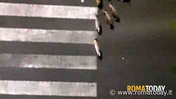 Lettori - Cinghiali a largo Boccea