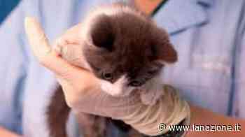 "Gatti fucilati in strada". Segnalazione choc a Massa Marittima - LA NAZIONE