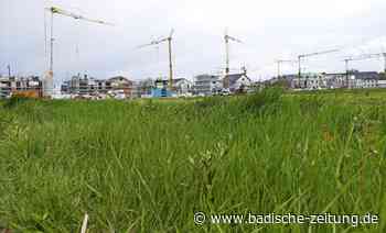 Ein Quartier für die Zukunft - Breisach - Badische Zeitung - Badische Zeitung