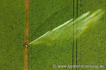 Landwirte in Breisach und am Kaiserstuhl kämpfen gegen die Trockenheit - Breisach - Badische Zeitung - Badische Zeitung