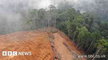 Unsustainable logging, fishing and hunting 'driving extinction'