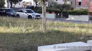 Santa Maria a Colle, erba alta attorno al fontanello - Luccaindiretta - LuccaInDiretta