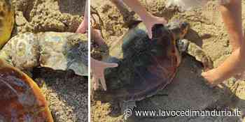 Tartaruga marina ferita si presenta in spiaggia in cerca di aiuto a Campomarino - La Voce di Manduria