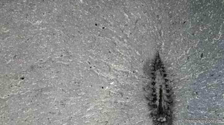 Fossils of ancient predators with three eyes shed light on evolution of insects