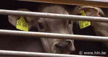 Brussels Parlement wil betere omstandigheden voor dierentransport - Het Laatste Nieuws