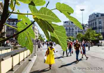 Brussel krijgt 'boommeester' om ontharding te versnellen - BRUZZ