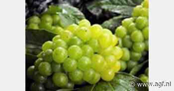 Brussel stuurt aan op versoepeling invoerrechten 7 tuinbouwproducten uit Moldavië - AGF.nl