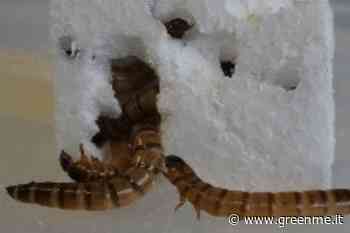 Questi “super vermi” sono in grado di mangiare il polistirene, fornendo un aiuto per lo smaltimento dei rifiuti - greenMe.it