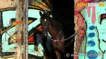 Le botticelle restano ferme per il caldo. Il Tar dà ragione al Comune