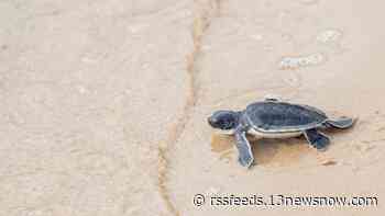 National Park Service seeks volunteer to help patrol sea turtles in OBX