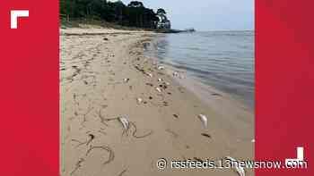 Dead fish along Eastern Shore caused by net tear on menhaden vessel, VMRC says