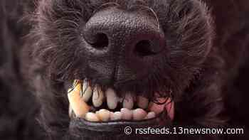 Peninsula Health District looks for dog that bit person in Williamsburg