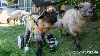 Heiligenstadt: Tapfere Almina! Gelähmtes Schaf im Rollstuhl | Regional - BILD