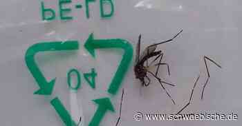 Amt zweifelt an Fund einer Tigermücke in Ravensburg - Schwäbische