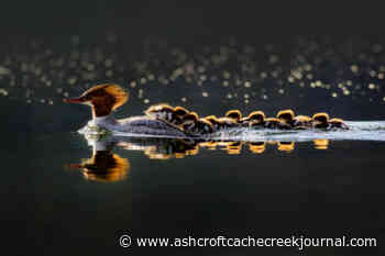 BC SPCA annual Wildlife-in-Focus photography contest ends soon - Ashcroft Cache Creek Journal
