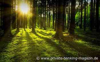 Alternative Anlageklasse Meag startet Forst-Fonds - private banking magazin