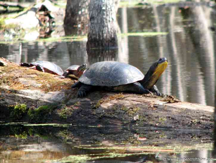 Hastings Highlands turtle incident illegal, according to conservation group
