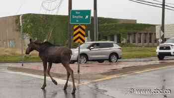 Watch: Small moose rescued from Fredericton uptown shopping district - CBC.ca
