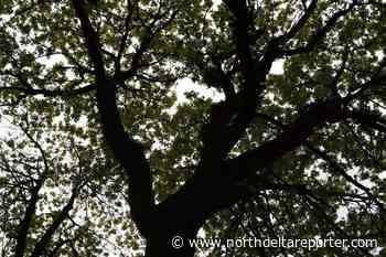 Surrey council to consider report on climate action – North Delta Reporter - North Delta Reporter