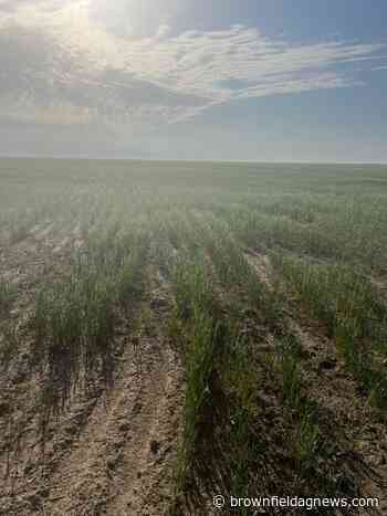 Drought expert predicts extended dryness for entire Corn Belt, Delta this summer - brownfieldagnews.com