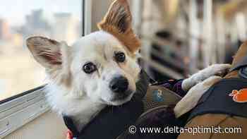 Petition to change TransLink's pet policy has 700 signatures - Delta Optimist