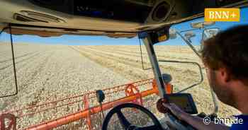 Landwirte rund um Bruchsal rechnen beim Weizen mit weniger Ertrag - BNN - Badische Neueste Nachrichten