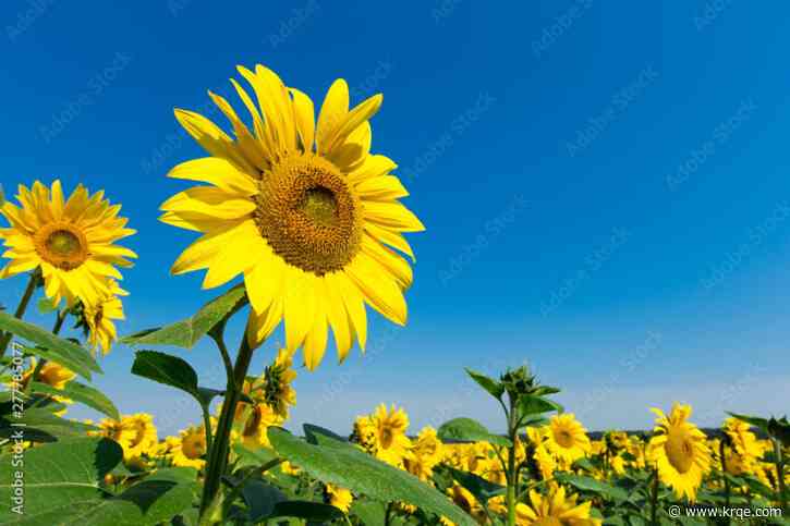 Big Jim Farms Sunflower U-pick experience is back