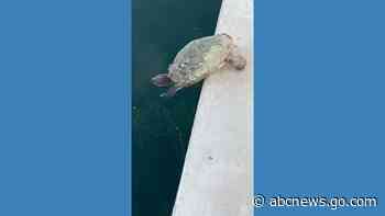 WATCH:  Turtle jumps into lake amid scorching temperatures