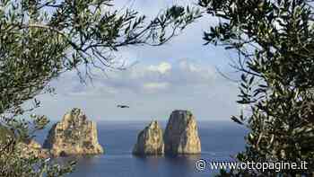 La storia dell'ulivo e dell'olio di Capri raccolta in 150 pagine - Ottopagine