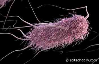 Genetically Engineered, Sound-Controlled Bacteria That Seek and Destroy Cancer Cells
