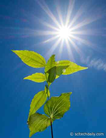 Case Solved: The Biosynthesis of Strychnine