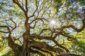 Clinging to Life: Scientists Rediscover Oak Tree Thought To Be Extinct
