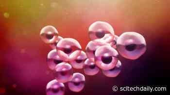 A Newly Discovered Type of Stem Cell Could Allow Scientists To Make Organs in a Dish