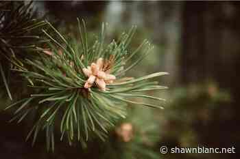 Colorado Forest Wallpaper Images